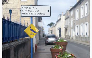 Luc-sur-Mer : un arrêté exceptionnel de fermeture définitive de la circulation rue de la mer pour encadrer la présence des paons